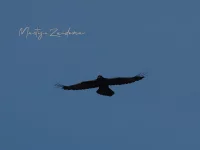 Kraaiachtigen [Corvus]